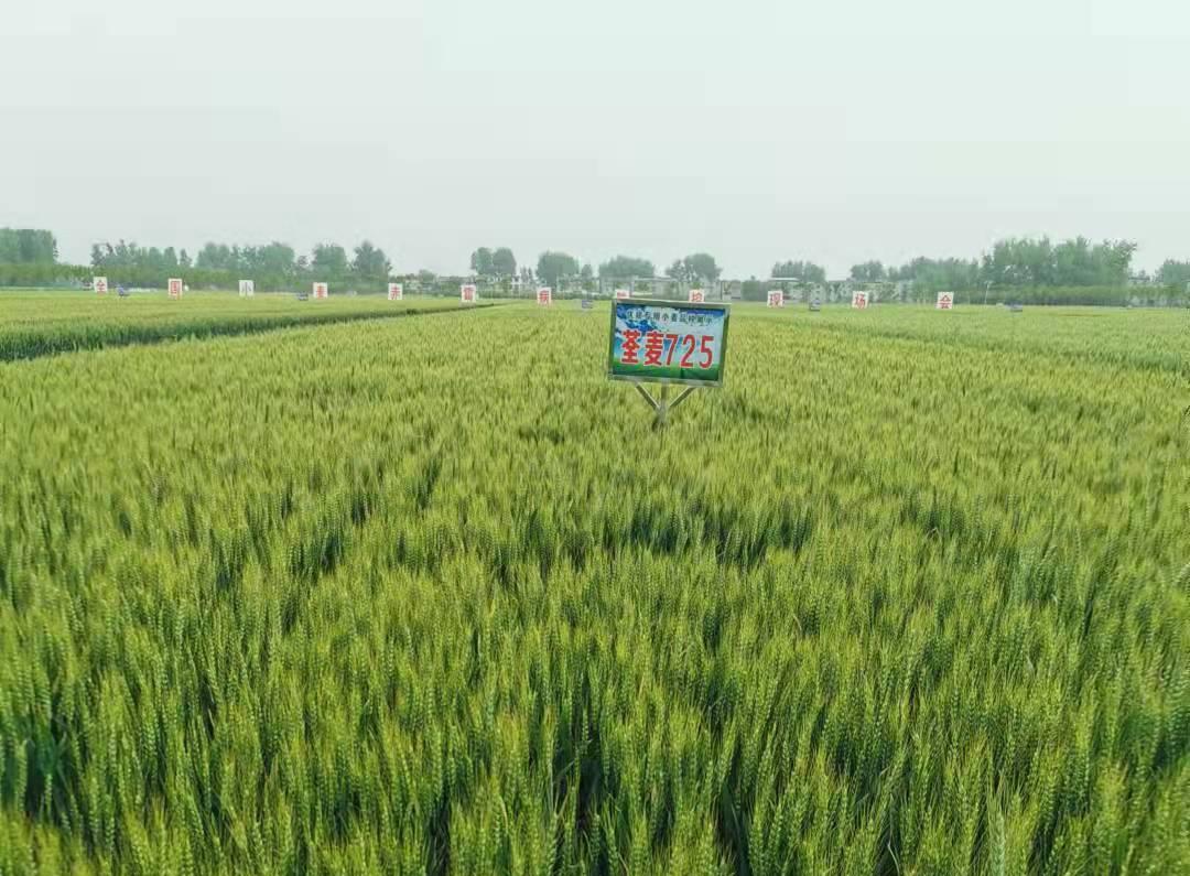 1、荃麥725.jpg